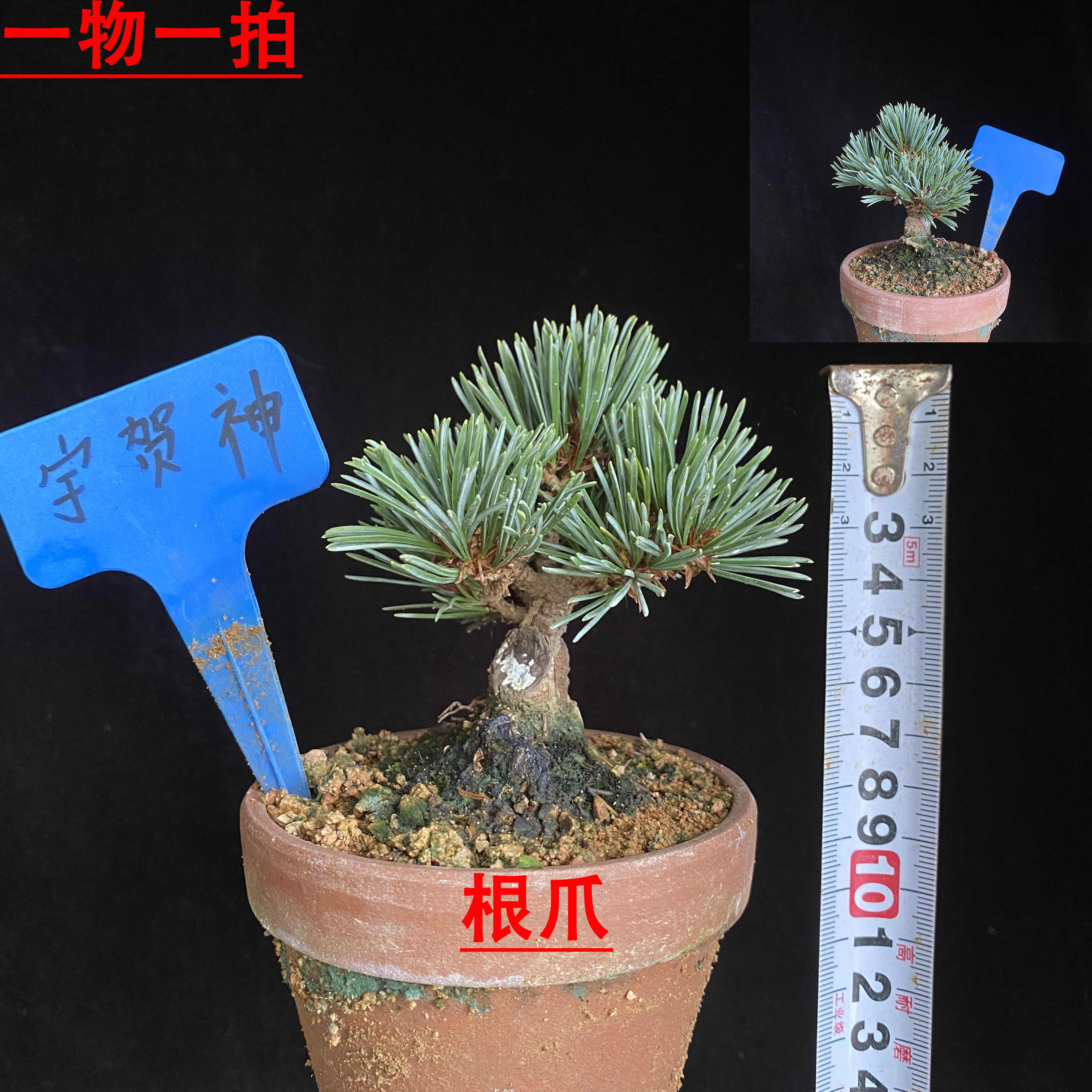 japanese five-pin pine Latest Best Selling Praise Recommendation