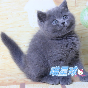 英短蓝猫幼猫纯种蓝白幼崽活体英国短毛猫银渐层美短宠物猫咪活物