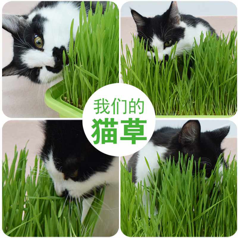 Cat grass hydroponic cat grass seed planting set cat hair cream hair removal ball conditioning stomach cat snacks cat mint