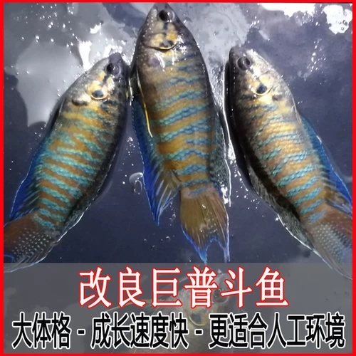 Искусственное улучшение гигантских рыбных лесов PU