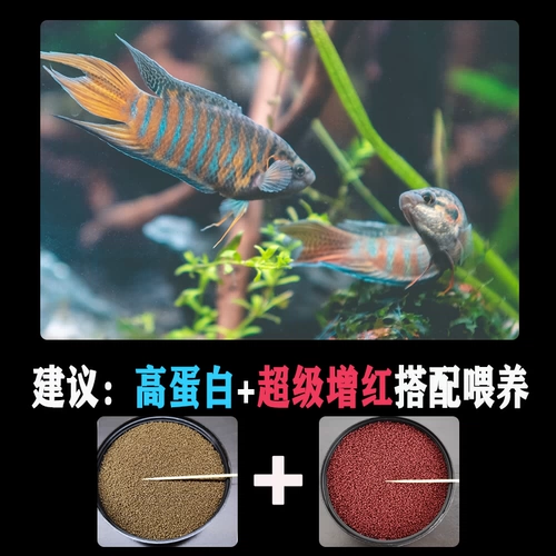 Douyu Special Feed Feed китайский Douyu Thai Douyu увеличивает красные и красивые мелкие декоративные частицы, плавающие медленно кормить