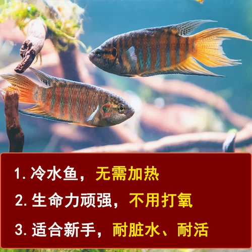 Хорошее питание для проживания китайского дуйу холодной воды пресноводная декоративная рыба