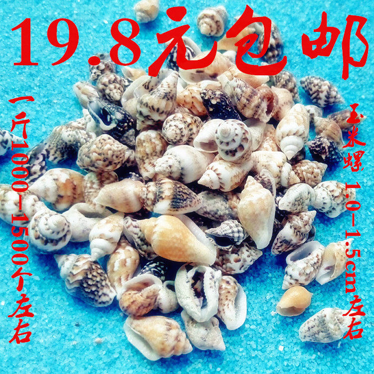 1 catty natural sea snail shell sea star DIY drift bottle Xu may bottle slightly landscaping handmade bay shell drawing material