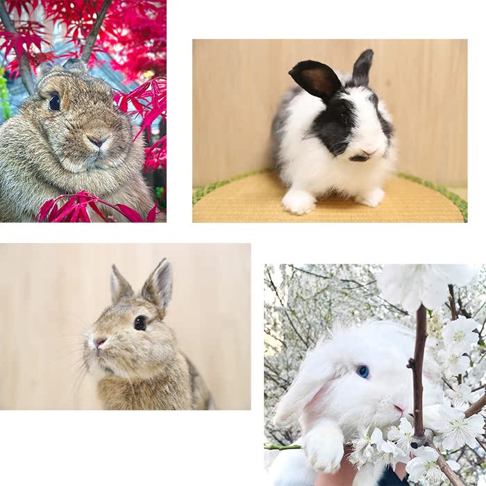 2021 Children's Day Trampoline Ultra Worth bags are limited to group friends to take part in Shunfeng film for a week