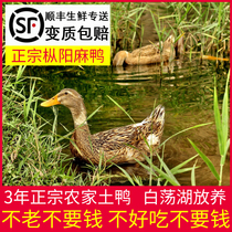 Vieux canard de Songyang canard de trois ans tadorne de ferme en liberté viande de canard fraîche canard sarcelle entier vivant canard indigène