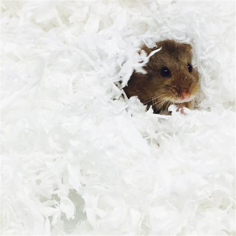 MO Home Paper Cotton No Dust Paper Cotton Hamster Long Hair Special Pine Soft Paper Cotton Cushion Material