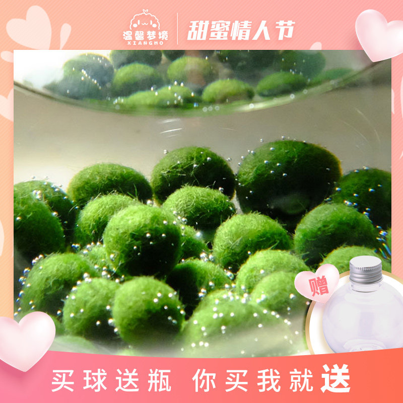 Marimo Pet Seaweed Ball Microscape Ecological Bottle Office Hydroponic Plant Chlorella Chlorella Nutrient Solution