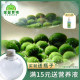 marimo Marimo pet seaweed ball micro-landscape ecological bottle office hydroponic plant green algae nutrient solution