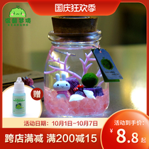 marimo happy seaweed ball micro landscape ecological bottle glass bottle mini potted creative gift hydroponic plant