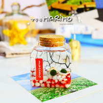 Happy Seaweed Ball Microscape Eco Bottle Indoor Tabletop Moss Hydroponic Plant Mini-Creativity Little Potted Plant