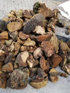 Phellinus шелковица, дикая подкова желтая, подковообразная шелковица, Phellinus linteus, чай Phellinus linteus, шелковица Phellinus phyllifolia 500г порошок шелковицы Phellinus