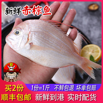 Captain Cai wild fresh brown fish that day the Sea caught fresh aquatic chilled Sea Fish 4-6