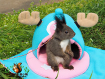 (Oreo)Squirrel Dutch pig flower branch hedgehog Chinchilla cotton nest Joba hat nest