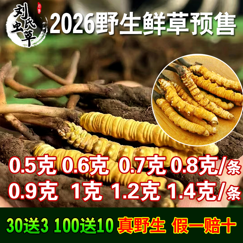 Fresh Cordyceps, Wild Qinghai Yushu Fresh Cordyceps, Authentic First Harvest Fresh Cordyceps, Tibet Nagqu Gift Box 8