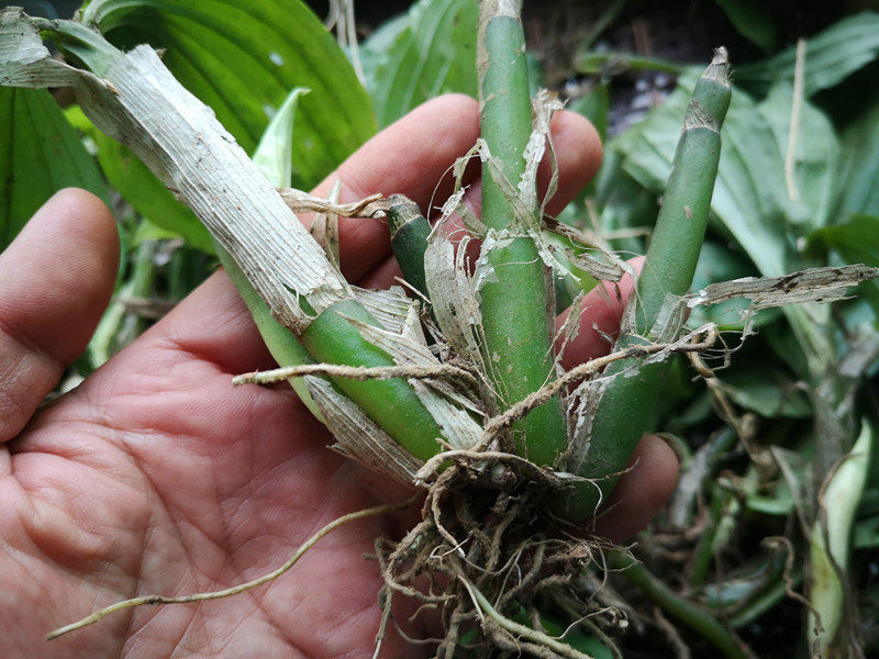 See blood Qingqing Chinese herbal medicine 500 gr Fresh agricultural products in Guizhou See blood and clear whole sheep's ear garlic Libricly in a good and bitter taste