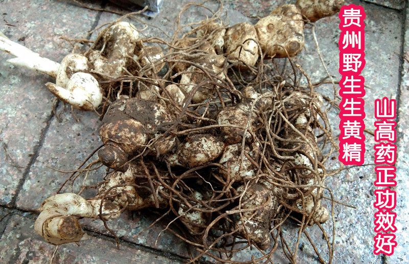Guizhou Chinese herbal medicine wild yellow essence 500g fresh old blessing ginger raw gold chicken claw yellow essence machine claw ginseng