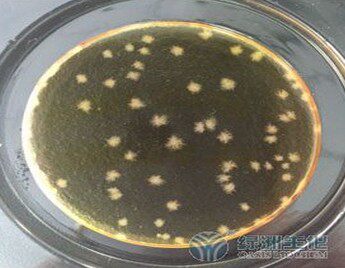 志贺氏菌检测板 唯易微生物检测板 5片/包 （4包一盒，20片）