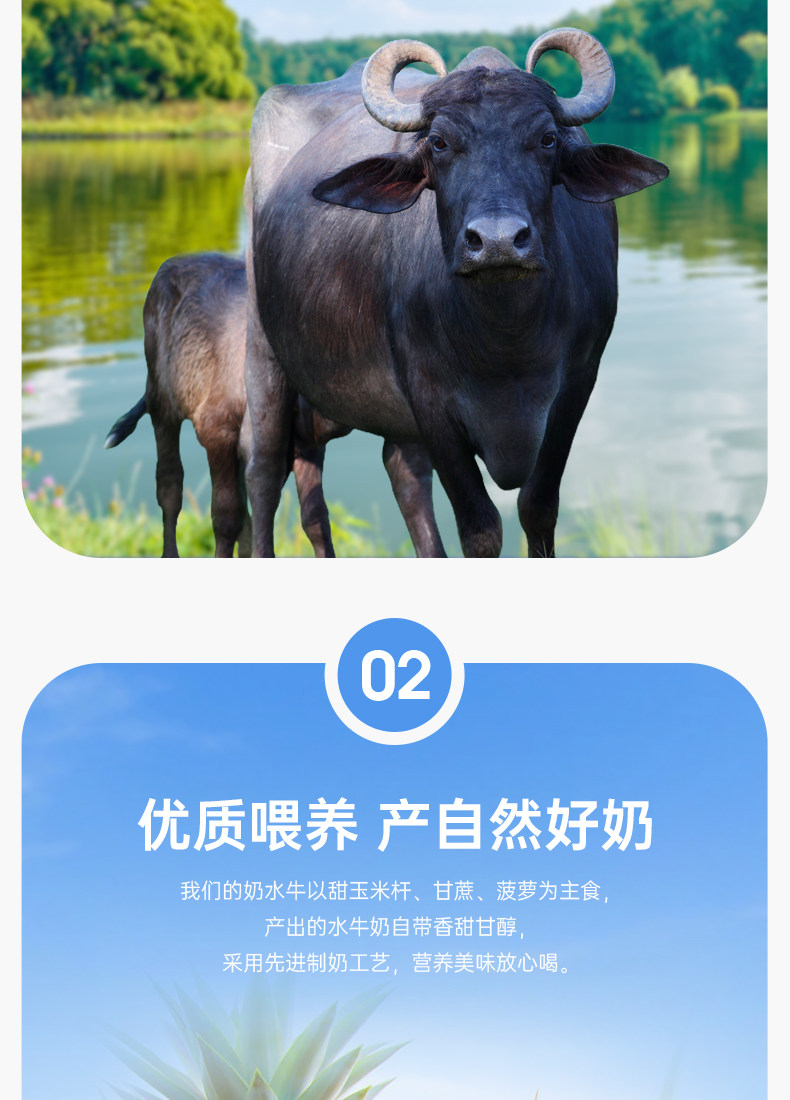 安享好物 安享A级纯奶-百菲酪4.2水牛奶 国标
