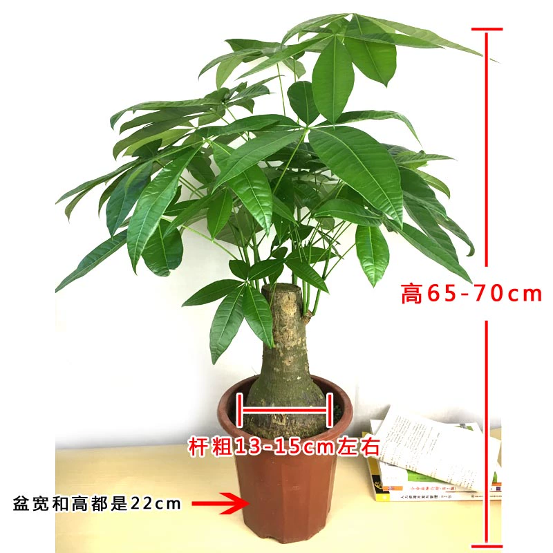 Cây may mắn trong chậu lớn phòng khách trong nhà để bàn TV tường cây xanh mở món quà tân gia thanh lọc không khí bảo vệ bức xạ - TV
