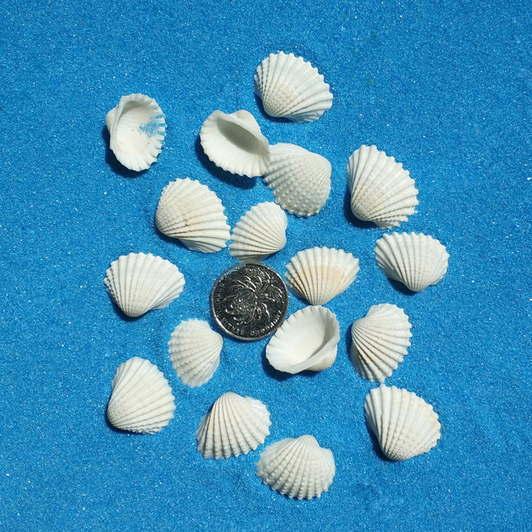 Ripple Bay Natural small white shell 2cm - 3cm hand made diy material fish tank construction shooting props
