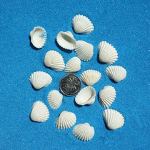 Corrugated Bay Natural Small White Shells 2cm-3cm Handmade Diy Material Fish Tank Built shooting props