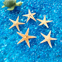 Primary color spiny dancing five-pointed starfish Air-dried specimen platform photo Mediterranean home decoration gift props