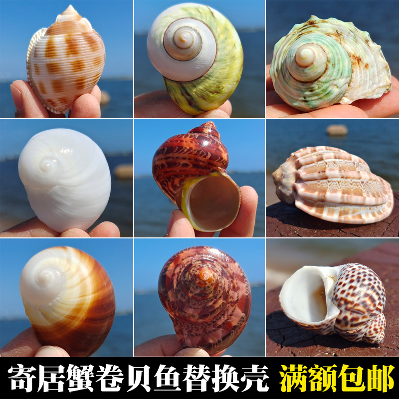 Natural sea spiral inhabited crab roll befish dedicated shell fish tank aquarium scenery Mediterranean decoration crafts decoration