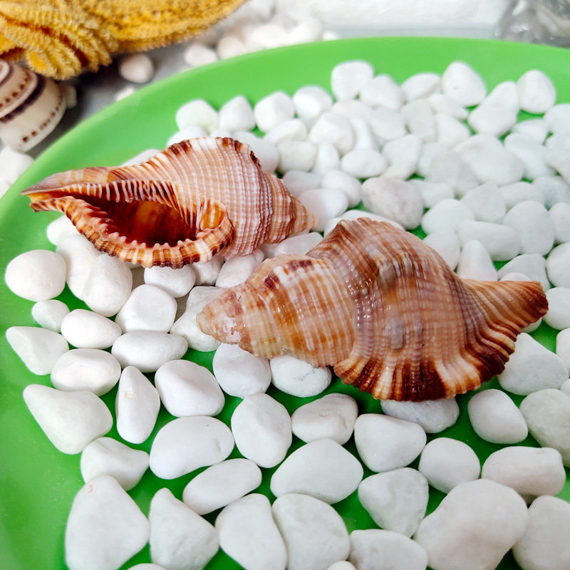 Natural Shell Sea Snail Specimen Hair Nose Snail Fish Tank Water Ethnic Decoration Diy Material Wedding MEDITERRANEAN Pendulum