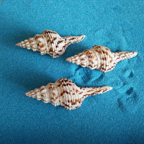 Natural shell conch flower spin snail fish tank Aquarium landscaping diy material collection specimen Characteristic wall sticker ornaments