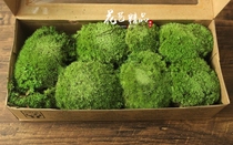 Moss immortal moss green plant ornament hair stone plant wall flower pot decoration rockery landscape diy green plant