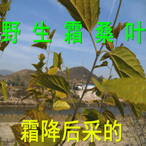 中药材霜桑叶茶干桑叶冬桑叶野生散装霜后桑叶干打桑叶粉250g