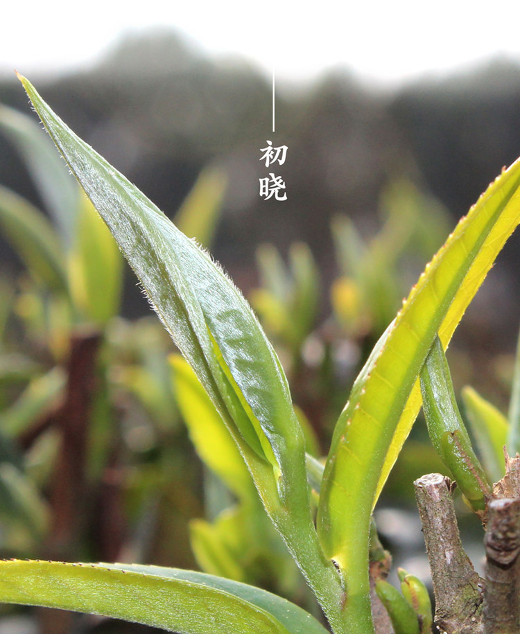 IMG_1761_副本750.jpg