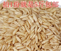 5kg of high quality oat rice farmers oat kernel grain oil rice noodles whole grains 2 5kg