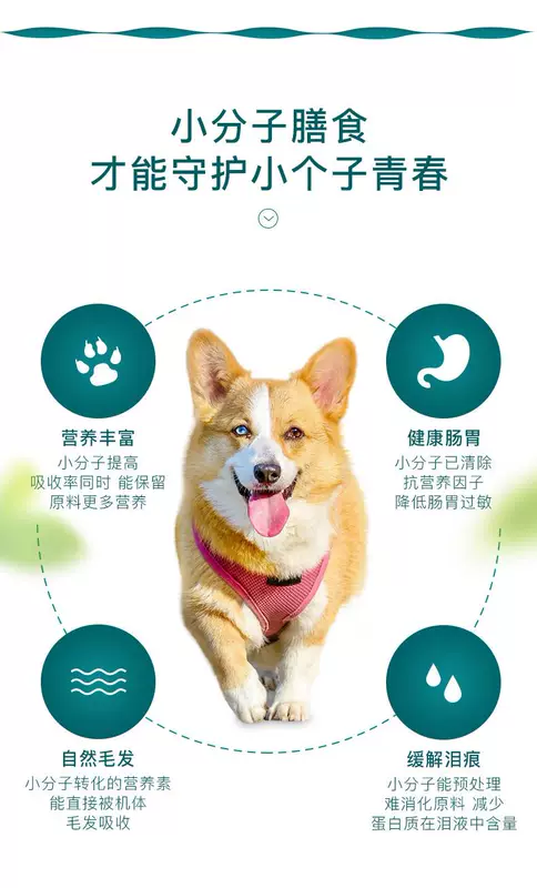 Yiqin chó nhỏ chó trưởng thành phổ quát thức ăn cho chó 2,5kg gấu bông bomeibi gấu chihuahua thức ăn đặc biệt cho chó - Chó Staples