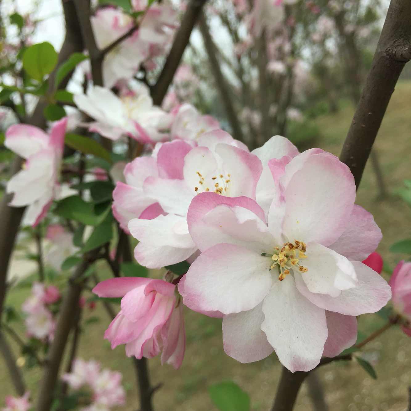 Postage Universal Hyperlink