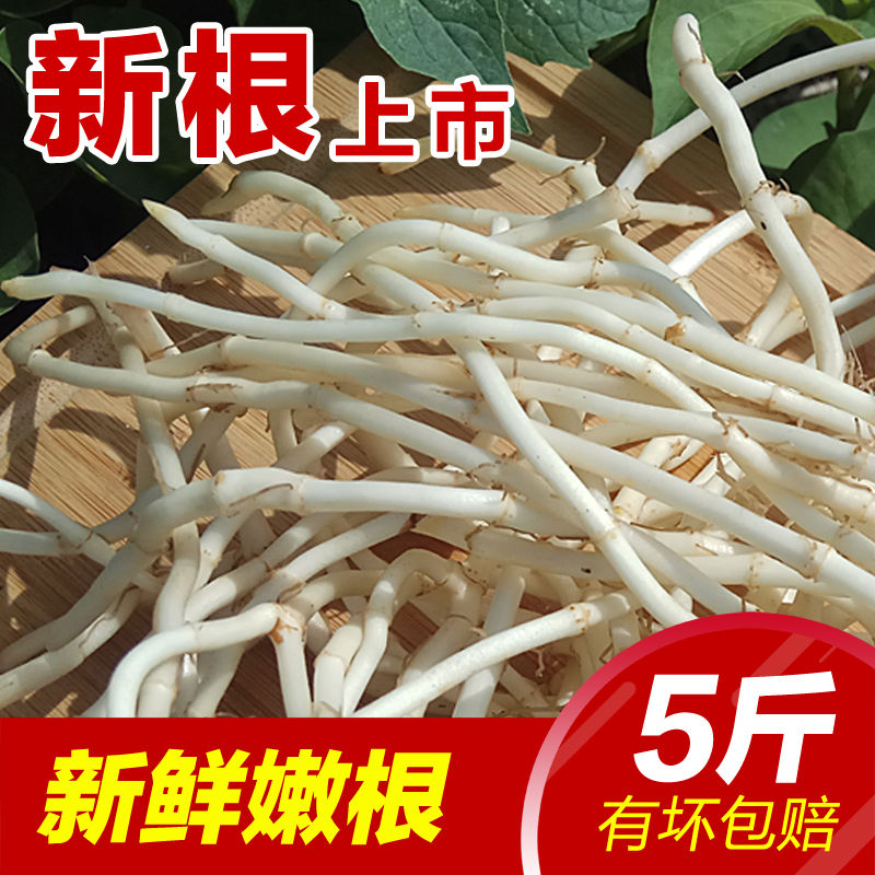 Fresh Houttuynia folded ear root folded ear root section root Fresh tender root is now dug raw side ear root salad 5 pounds