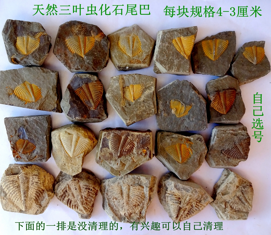 自然古代生物魚変態除虫菊石ハタ三葉虫尾化石原石子供教育科学普及2327