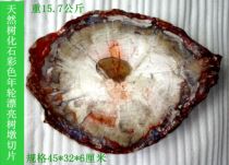 Natural stone ornamental stone fossil arborescent jade tree fossil rare colorful annual ring beautiful tree stump slice 1396