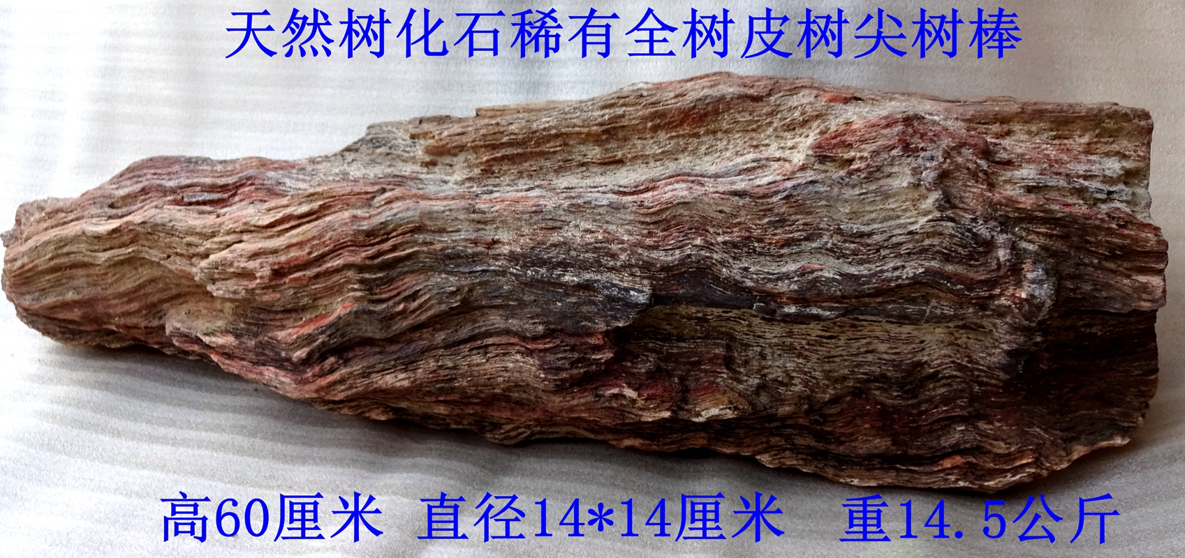 Chiishi Sightseeing Petrochemical Stone Tree Fossilized Jade Silicon Fossilized Wood Tree Fossil Rare Red Tree Peel Raw Stone Tree Tip Tree Pier 2305