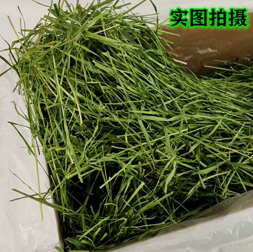 БЕСПЛАТНАЯ ДОСТАВКА 22 года высыхания Специальная зеленая тиси Cao Beiti North сопоставимо с Nanti Totoro Bunny Ruins