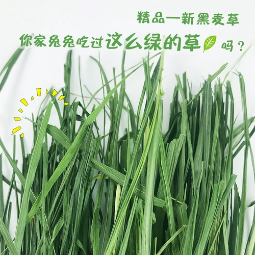 Бесплатная доставка Totoro, кролика Dorch, Dorch Tortle Tortoise, повышение питания и защищает желудочно -кишечную арт -цепа