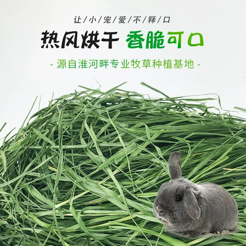 Бесплатная доставка Totoro, кролика Dorch, Dorch Tortle Tortoise, повышение питания и защищает желудочно -кишечную арт -цепа