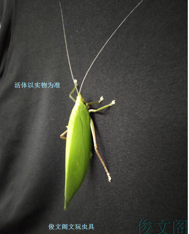 🎉探索奇妙虫鸣，让生活充满乐趣🌿-特色爬宠-淘宝好物网