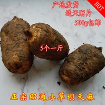 5个一斤新鲜天麻 500g 昭通彝良小草坝 天麻美食产地直发