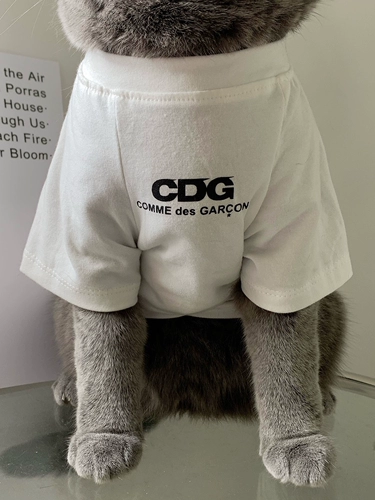 Весна и лето тонкие домашние кошки, короткие голубые и белые голубые кошачьи красавица короткие кошки, лето, Тедди Тедди Баро фана