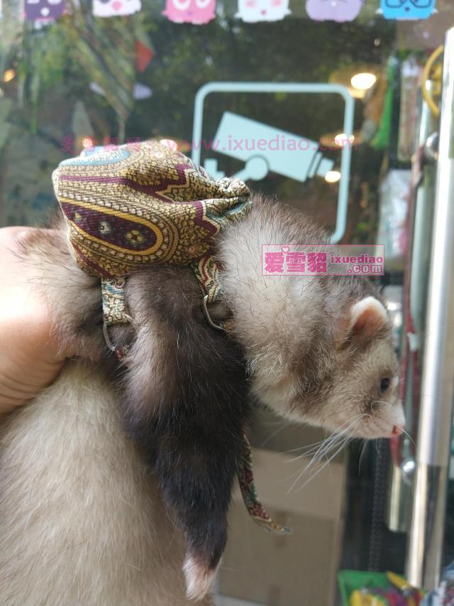 New full 68 small school bag pet mink with double shoulder back and ferret traction rope chain for ferret self-supporting bag