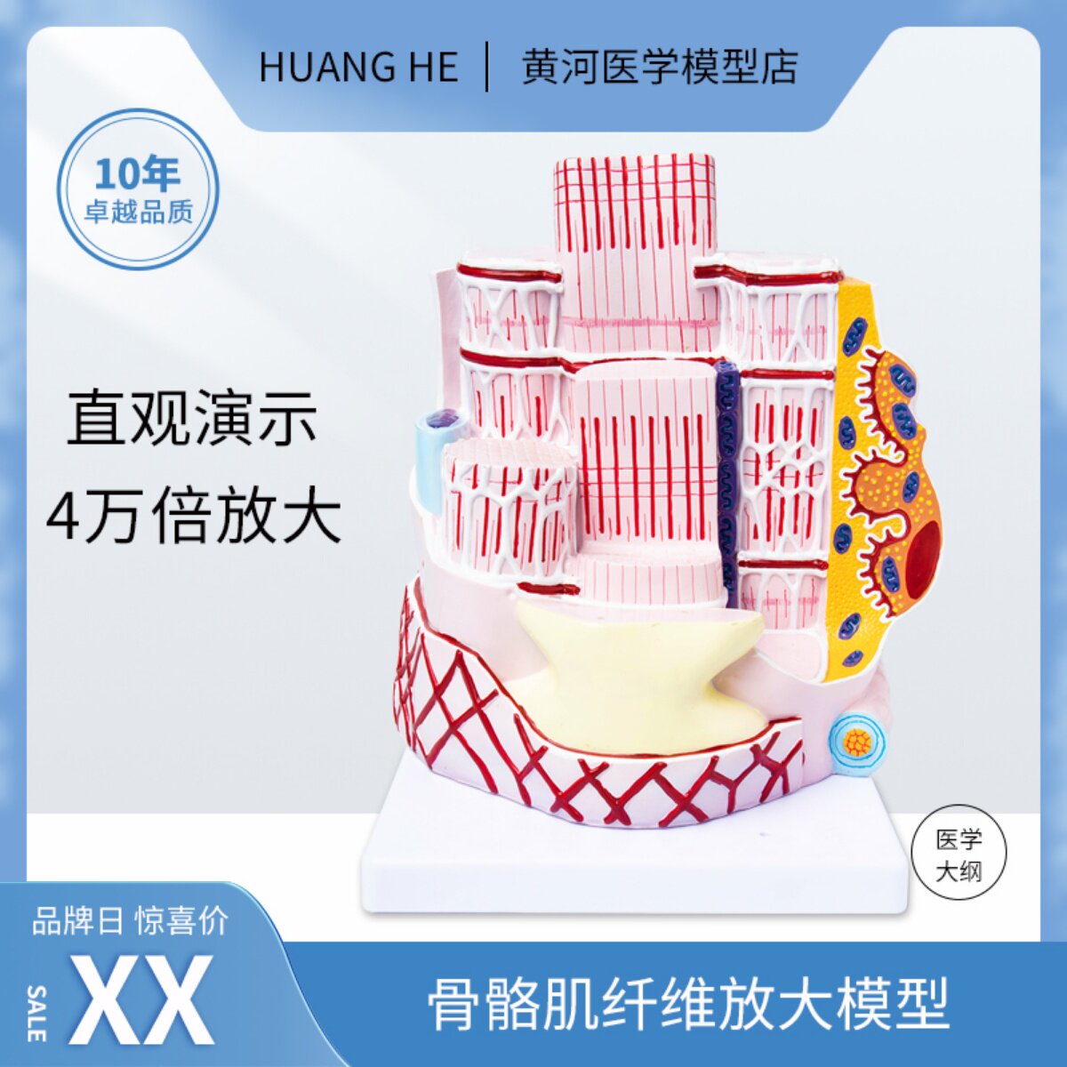 人体骨骼肌纤维解剖教学模型人体器官结构医院学校用演示学习教具