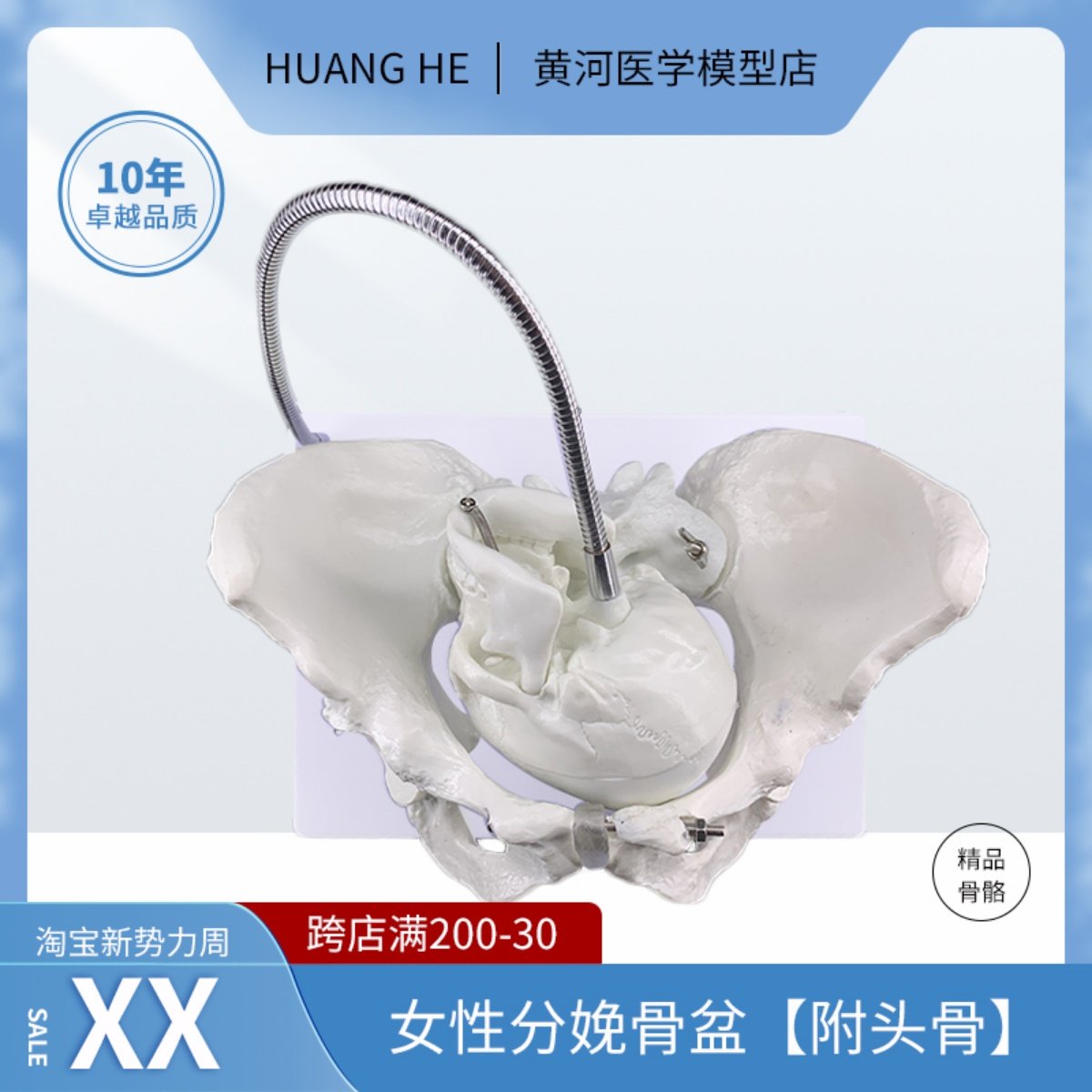 产妇助产骨盆模型 生育示教模型 女性骨盆婴儿头骨 分娩教具