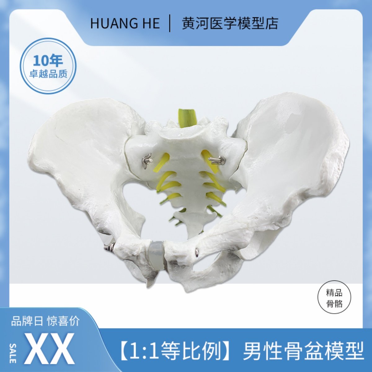人体自然大骨盆模型 1:1自然大盆骨模型骨盆男性骨盆模型骨骼模型