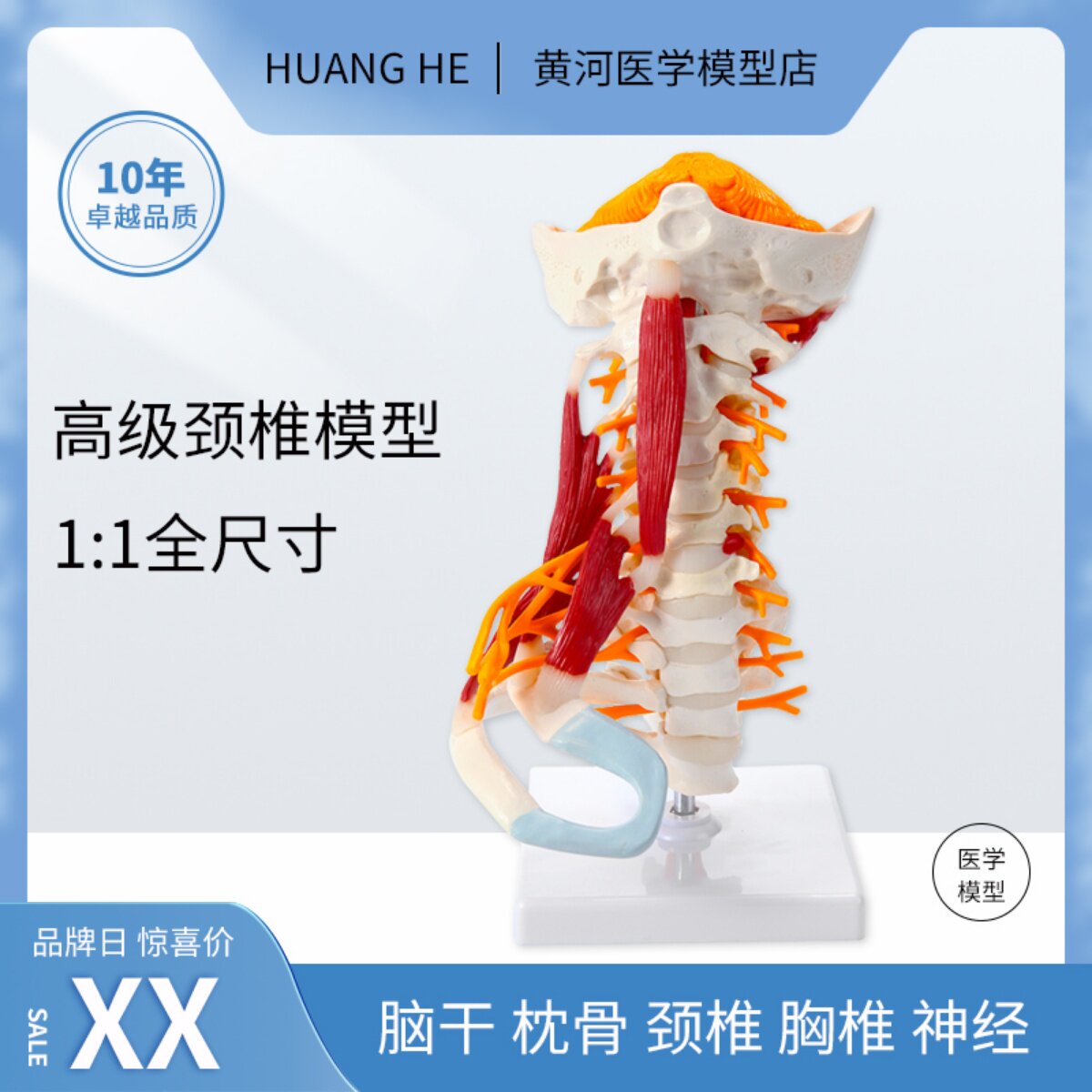 人体高级颈椎骨骼模型附小脑干神经肌肉医院学校用教学演示教具